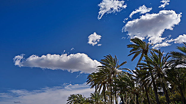 棕榈树,蓝天,靠近,地中海