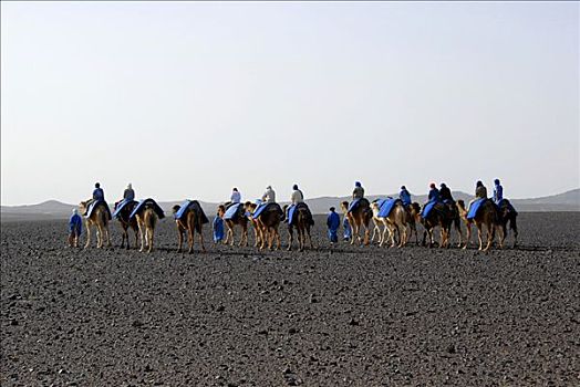 骆驼,岩石,沙漠,靠近,却比沙丘,梅如卡,摩洛哥