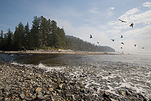 海鸥,飞跃,海岸,温哥华岛,不列颠哥伦比亚省,加拿大