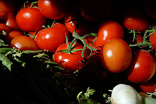 法国,普罗旺斯,西红柿
