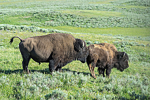 两个,野牛,黄石国家公园,怀俄明,美国,北美