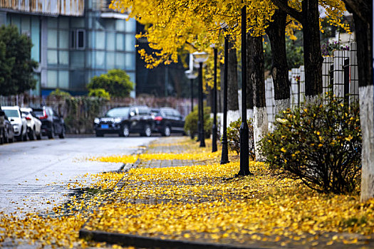 秋天洒满黄叶的城市道路