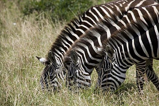三个,斑马,放牧,地点,马赛马拉国家保护区,肯尼亚