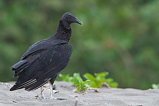黑美洲鹫,海滩,国家公园,哥斯达黎加,北美