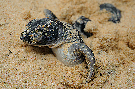绿海龟,龟类,孵化动物,出现,沙子,奋力,窝,几个,脚,仰视,国家公园,沙捞越,婆罗洲,马来西亚