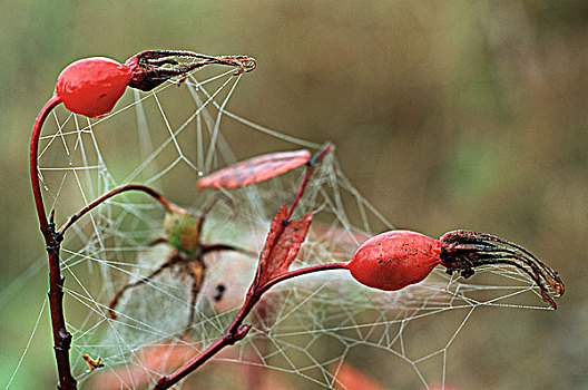 野玫瑰果,蜘蛛网,露珠,不列颠哥伦比亚省,加拿大