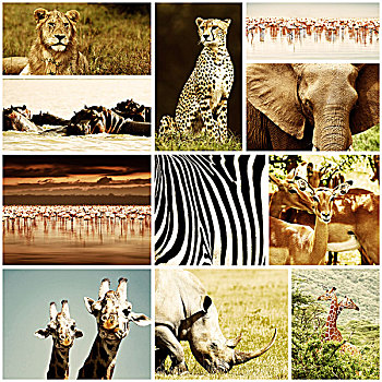 非洲动物,旅游,抽象拼贴画