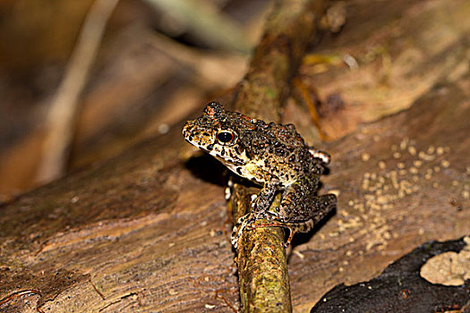 青蛙,好奇,马达加斯加,非洲