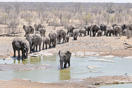 牧群,非洲,灌木,大象,非洲象,走,水坑,埃托沙国家公园,区域,纳米比亚