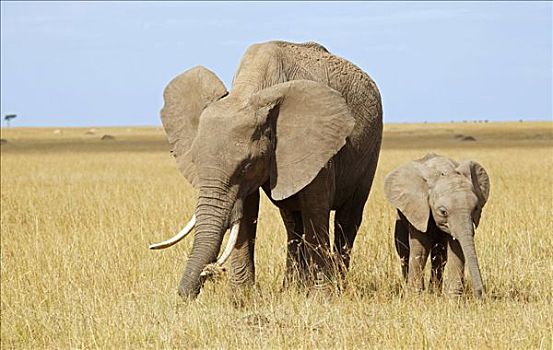 非洲象,幼兽,吃,马赛马拉国家保护区,肯尼亚