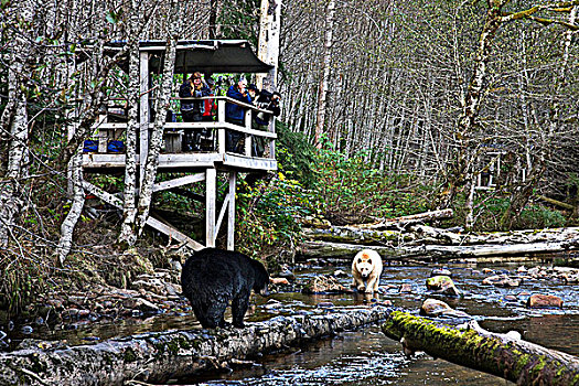 熊,看,大熊雨林,不列颠哥伦比亚省,加拿大