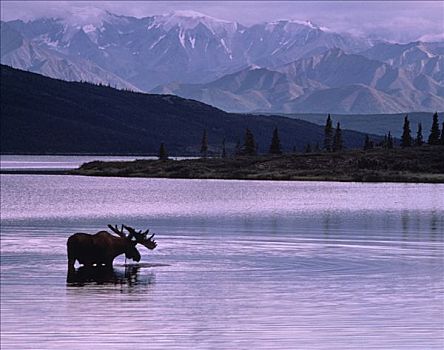 驼鹿,旺湖,德纳里峰,公园,室内,阿拉斯加,阿拉斯加山脉