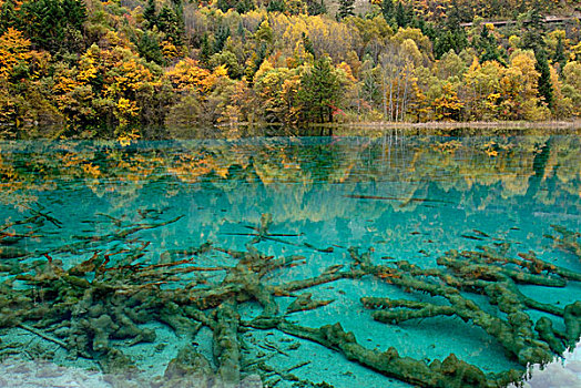 秋天,青绿色,五个,彩色,湖,死,树,山谷,国家,公园,四川,亚洲