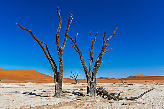 死,骆驼,刺,刺槐,正面,沙丘,死亡谷,索苏维来地区,纳米布沙漠,纳米比诺克陆夫国家公园,纳米比亚,非洲