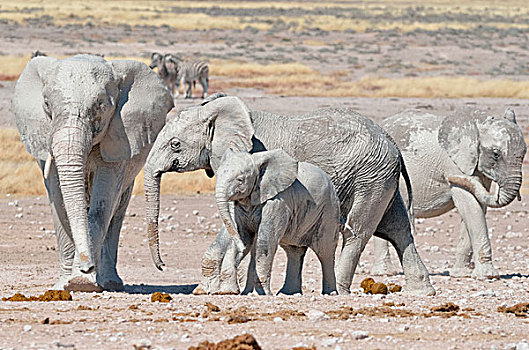 非洲象,遮盖,泥,靠近,水坑,埃托沙国家公园,纳米比亚,非洲