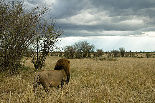 非洲狮,狮子,站立,热带草原,肯尼亚