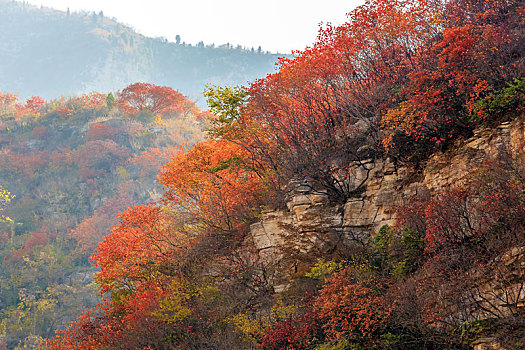 北方秋天漫山红遍的山坡,山东省青州市天赐山