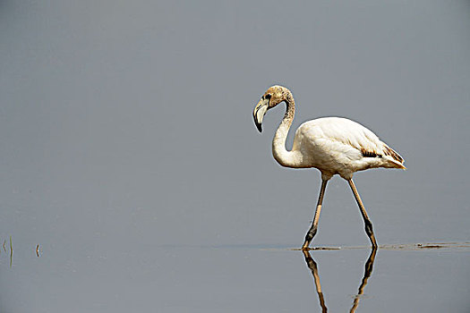 粉红火烈鸟,火烈鸟,雏鸟,涉水,水中,纳库鲁湖国家公园,肯尼亚,非洲