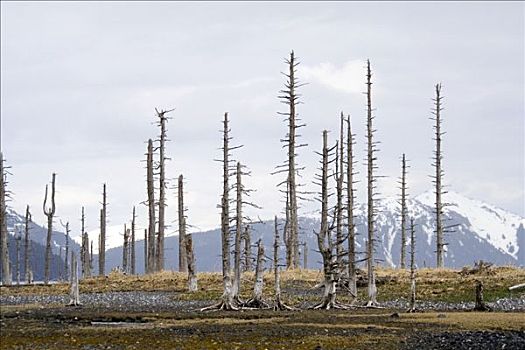 树林,枯木,靠近,太平洋海岸,威廉王子湾,阿拉斯加,美国