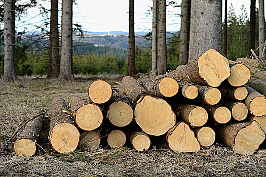 原木,系船柱,木头,冬天,普拉蒂纳特,巴伐利亚,德国