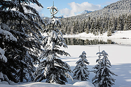 美国,华盛顿,贝克山-斯诺夸尔米国家森林公园,积雪,冷杉,金色,溪流,水塘