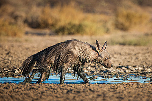 褐色,鬣狗,水潭,泥,浴室,卡拉哈迪大羚羊国家公园,北开普,南非,非洲