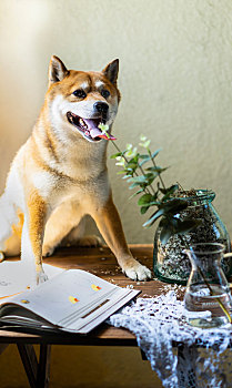 黄色背景前柴犬坐在桌上玩