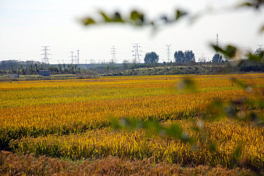 万亩水稻进入收获季节