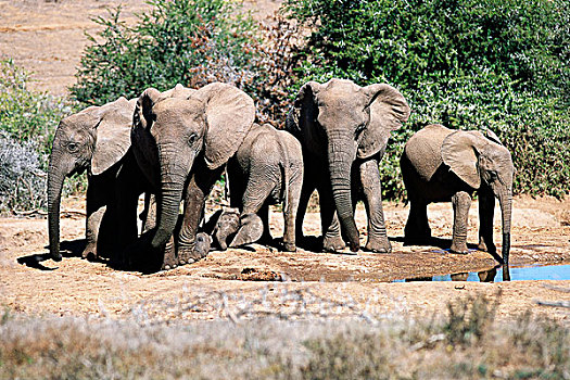 非洲象,水潭,阿多大象国家公园,东开普省,南非