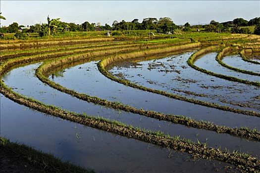 稻田,靠近,巴厘岛,印度尼西亚
