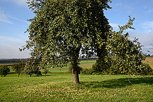 苹果树,黑森州,德国,欧洲