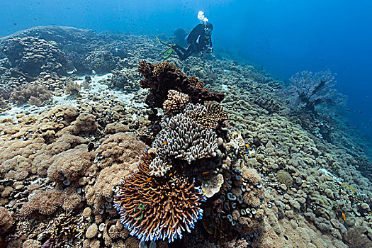 潜水,珊瑚,礁石,岛屿,巴厘岛,印度尼西亚,亚洲