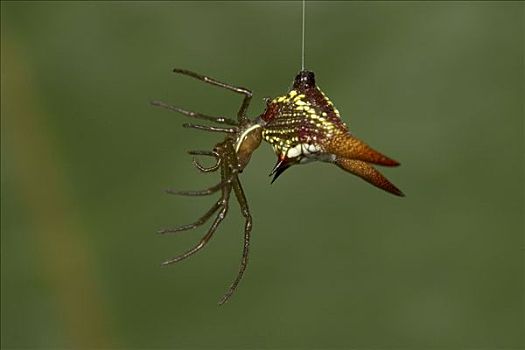 刺状,蜘蛛,悬挂,蜘蛛丝,多米尼加共和国