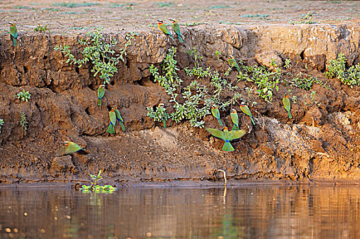 食蜂鸟,生物群,河边,赞比西河下游国家公园,赞比亚,非洲