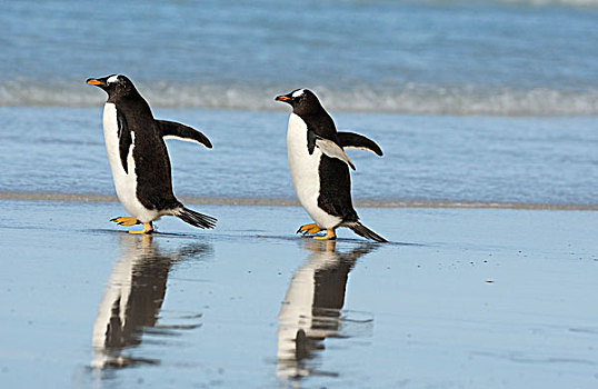 巴布亚企鹅,一对,海滩,福克兰群岛