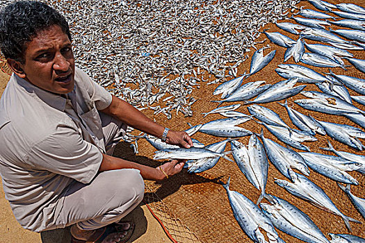渔民,展示,太阳,干鱼,斯里兰卡