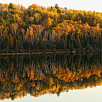 秋色,反射,湖,阿尔冈金省立公园,安大略省,加拿大