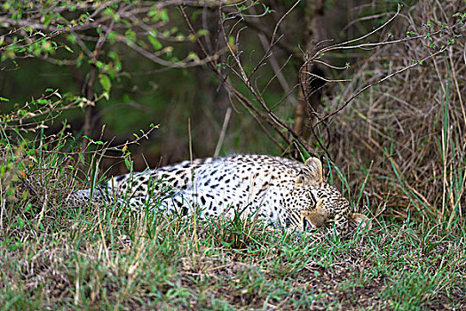 豹,睡觉,灌木,马赛马拉国家保护区,肯尼亚,非洲