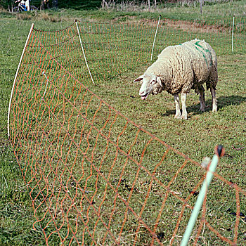 绵羊,后面,栅栏
