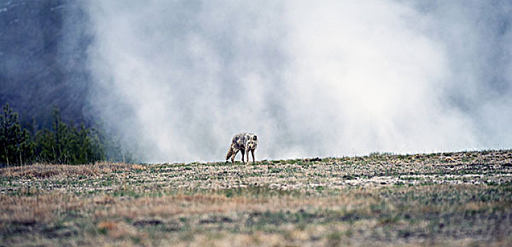 丛林狼,犬属,间歇泉,后面,黄石国家公园,怀俄明,美国,北美