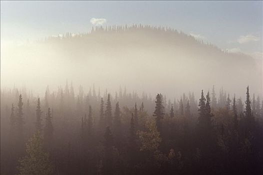 雾状,北方针叶林,德纳利国家公园和自然保护区,阿拉斯加