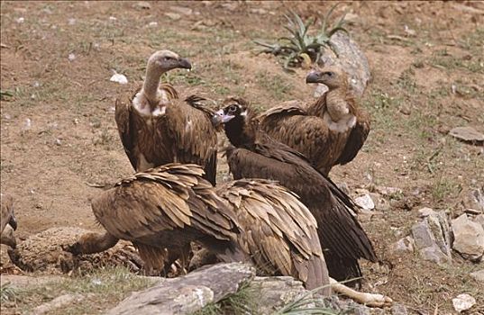 粗毛秃鹫,进食,畜体,欧洲