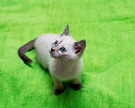 漂亮,白色,小猫,蓝眼睛