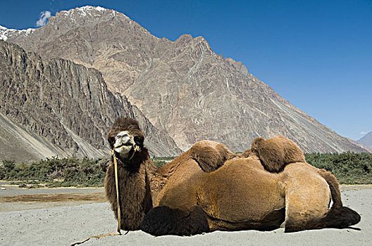 双峰骆驼,坐,沙漠,山谷,查谟-克什米尔邦,印度
