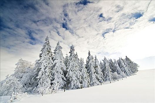 积雪,冷杉,云,蓝天,太阳,黑森林,巴登符腾堡,德国