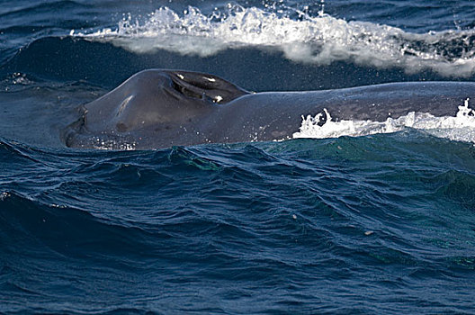 蓝鲸,呼吸孔,哥斯达黎加