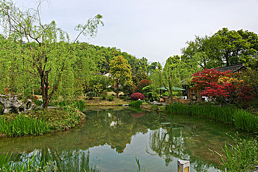 西湖茶乡,龙井