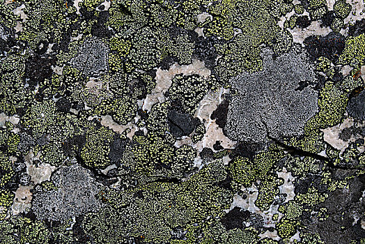 彩色,苔藓,石头,班芙国家公园,落基山,艾伯塔省,加拿大,北美