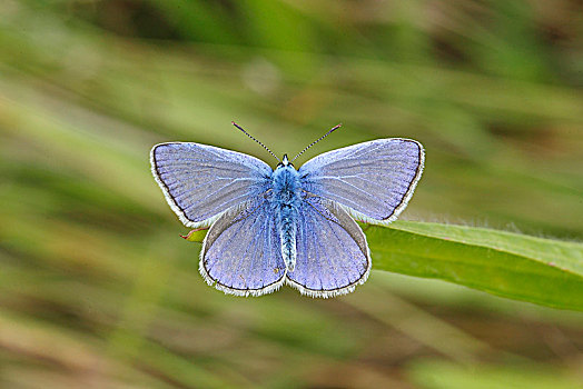 普通,蓝色,蓝灰蝶,栖息,草叶,北莱茵威斯特伐利亚,德国,欧洲