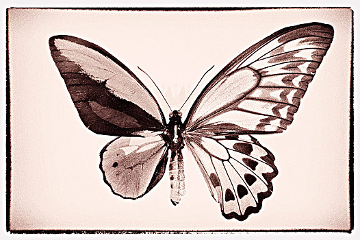 蝴蝶,交配,两个,不同,物种,生殖